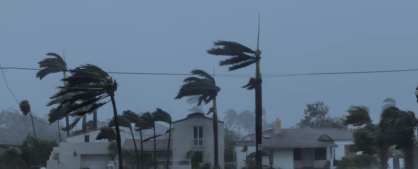 palm trees during storm north fort myers fl 1